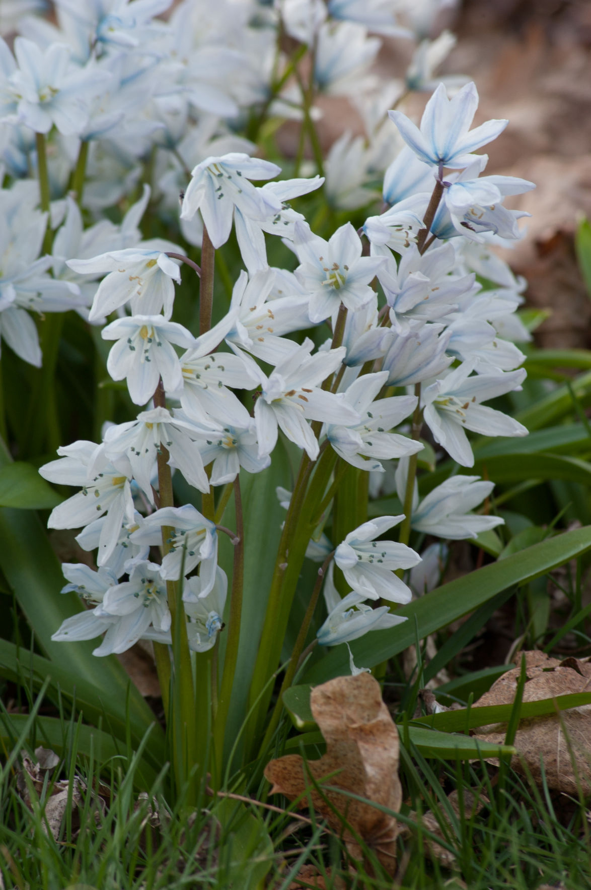 White Squill, Scilla mischtschenkoana
